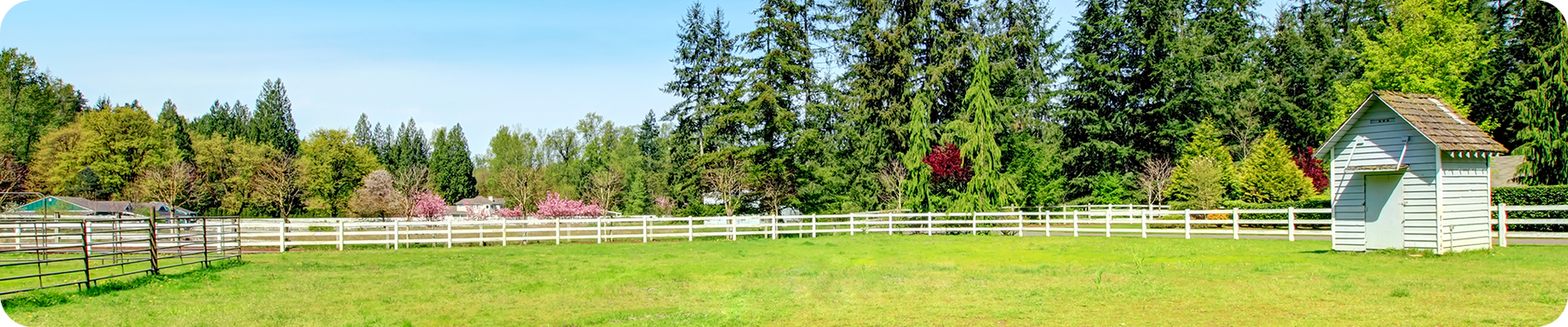 Backyard/Garden